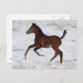 Arabisches Fohlen im Schnee Postkarte (Vorne/Hinten)