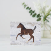 Arabisches Fohlen im Schnee Postkarte (Stehend Vorderseite)