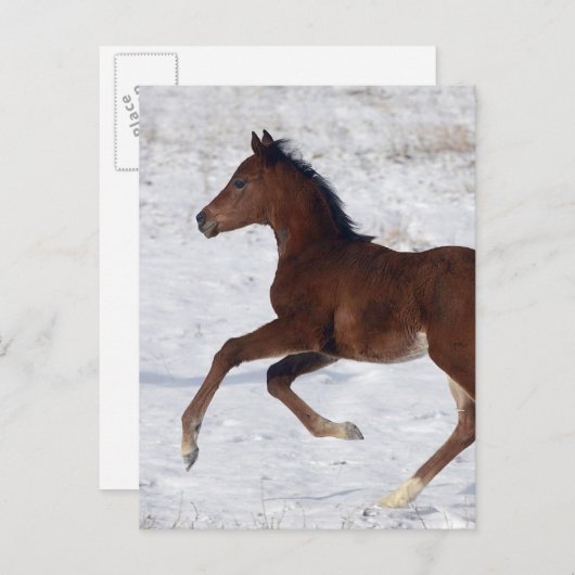 Arabisches Fohlen im Schnee Postkarte (Vorne/Hinten)