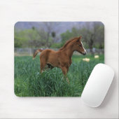 Arabisches Fohlen stehend Mousepad (Mit Mouse)
