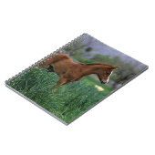 Arabisches Fohlen stehend Notizblock (Linke Seite)