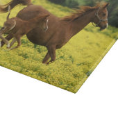 Arabisches Fohlen und Stute, die durch läuft Schneidebrett (Ecke)