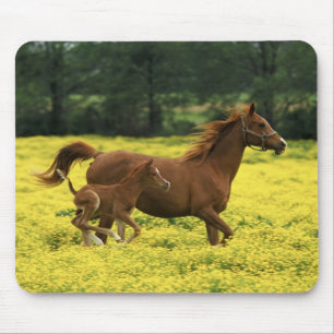 Arabisches Fohlen und Stute laufen durch Mousepad