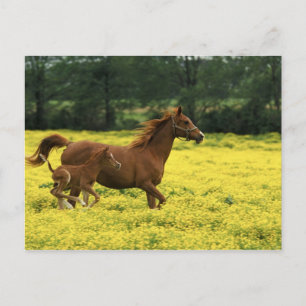 Arabisches Fohlen und Stute laufen durch Postkarte