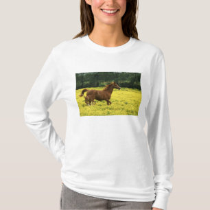 Arabisches Fohlen und Stute laufen durch T-Shirt