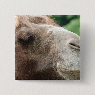 Arabisches Kamel-Knopf Button