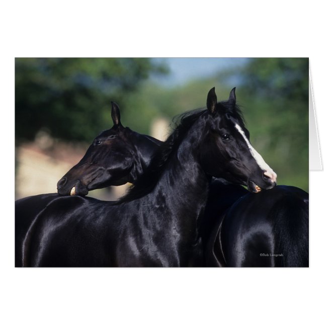 Arabisches Pferd (Vorderseite (Horizontal))