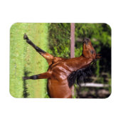 Arabisches Pferd 2 Magnet (Horizontal)