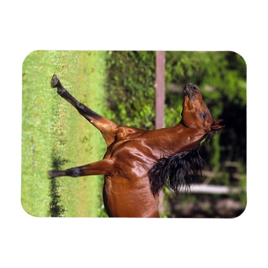 Arabisches Pferd 2 Magnet (Horizontal)