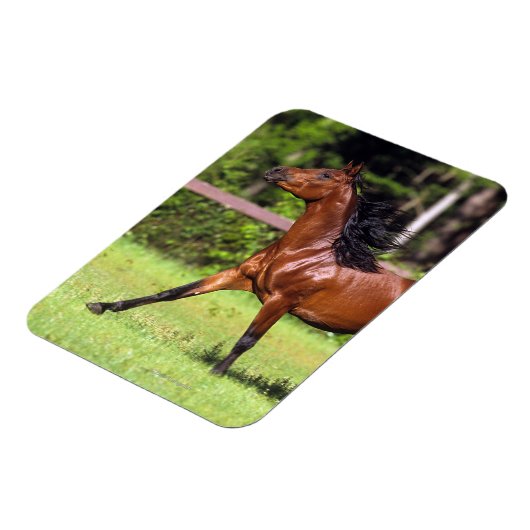 Arabisches Pferd 2 Magnet (Linke Seite)