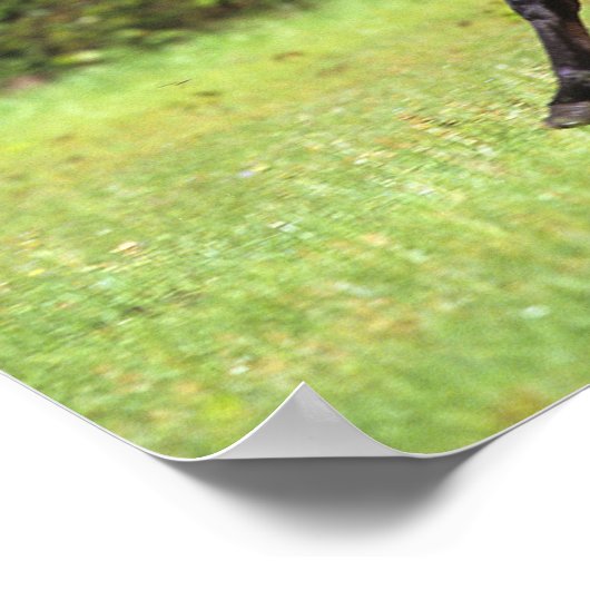 Arabisches Pferd 2 Poster (Ecke)