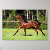 Arabisches Pferd 2 Poster (Vorne)