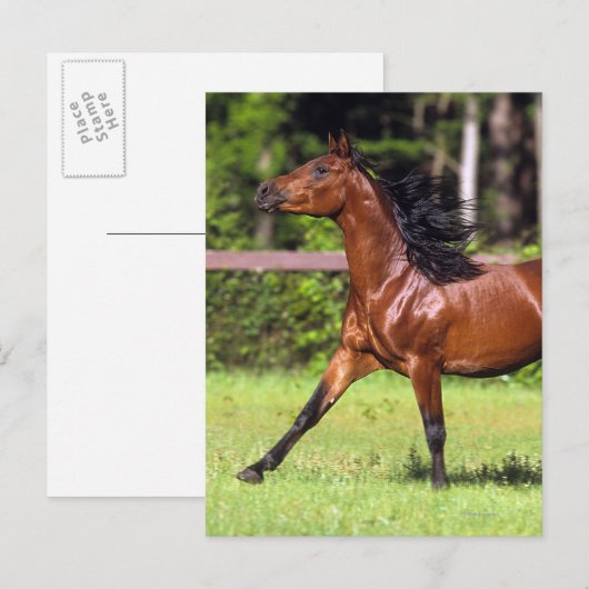 Arabisches Pferd 2 Postkarte (Vorne/Hinten)