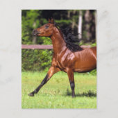 Arabisches Pferd 2 Postkarte (Vorderseite)