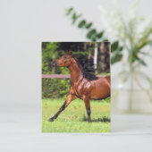 Arabisches Pferd 2 Postkarte (Stehend Vorderseite)