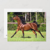Arabisches Pferd 2 Postkarte (Vorne/Hinten)
