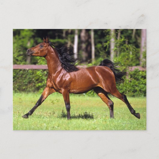 Arabisches Pferd 2 Postkarte (Vorderseite)
