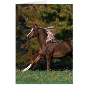 Arabisches Pferd auf Grassy Field