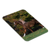 Arabisches Pferd auf Grassy Field Magnet (Rechte Seite)
