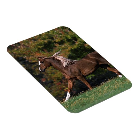Arabisches Pferd auf Grassy Field Magnet (Rechte Seite)