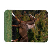Arabisches Pferd auf Grassy Field Magnet (Horizontal)