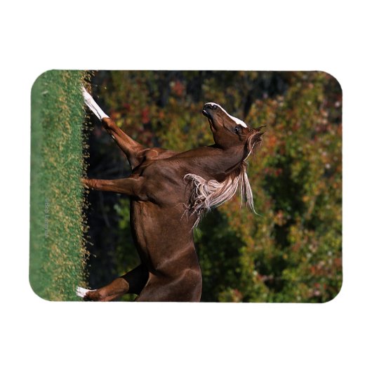 Arabisches Pferd auf Grassy Field Magnet (Horizontal)