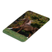 Arabisches Pferd auf Grassy Field Magnet (Linke Seite)
