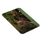 Arabisches Pferd auf Grassy Field Magnet (Rechte Seite)