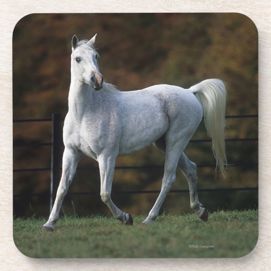 Arabisches Pferd, das 1 laufen lässt Getränkeuntersetzer (Vorderseite)