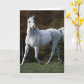 Arabisches Pferd, das 1 laufen lässt Karte (Gelbe Blume)