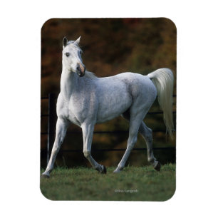 Arabisches Pferd, das 1 laufen lässt Magnet