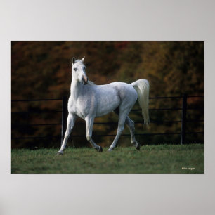 Arabisches Pferd, das 1 laufen lässt Poster
