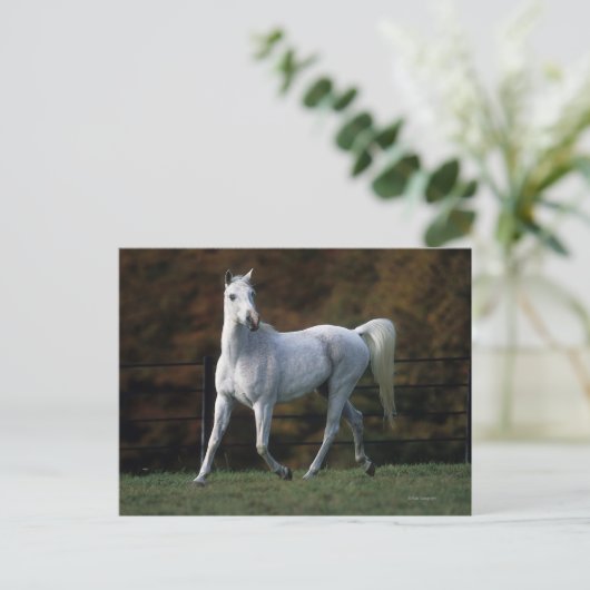 Arabisches Pferd, das 1 laufen lässt Postkarte (Stehend Vorderseite)