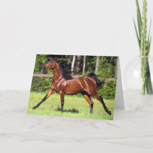 Arabisches Pferd, das 2 laufen lässt Karte