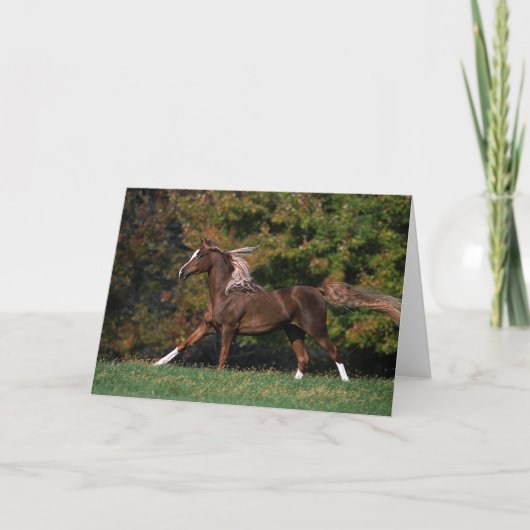Arabisches Pferd, das in grasartiges Feld läuft Karte (Vorderseite)