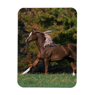 Arabisches Pferd, das in grasartiges Feld läuft Magnet