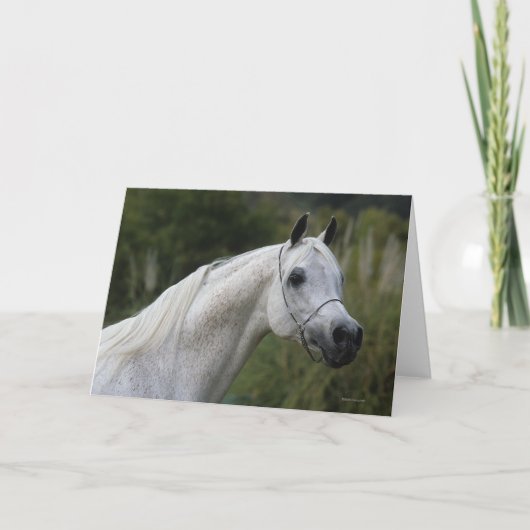 Arabisches Pferd - Headshot 1 Karte (Vorderseite)