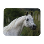 Arabisches Pferd - Headshot 1 Magnet (Horizontal)