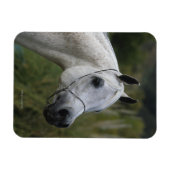 Arabisches Pferd - Headshot 1 Magnet (Horizontal)