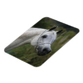 Arabisches Pferd - Headshot 1 Magnet (Linke Seite)