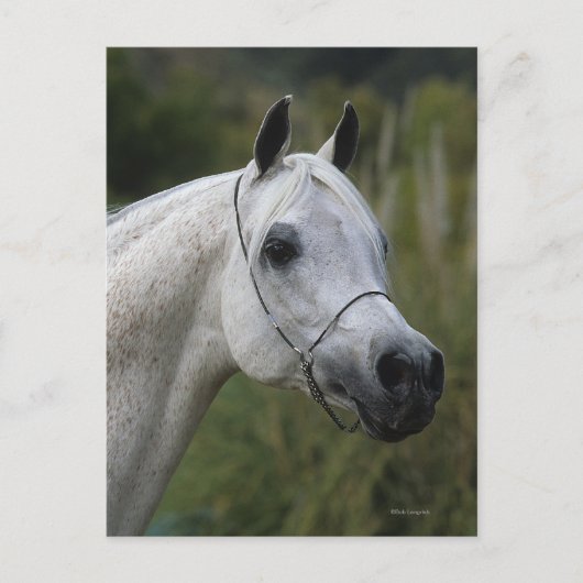 Arabisches Pferd - Headshot 1 Postkarte (Vorderseite)