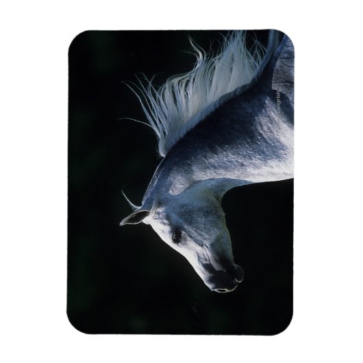 Arabisches Pferd - Headshot 2 Magnet (Vertikal)