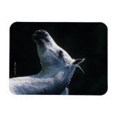 Arabisches Pferd - Headshot 2 Magnet (Horizontal)