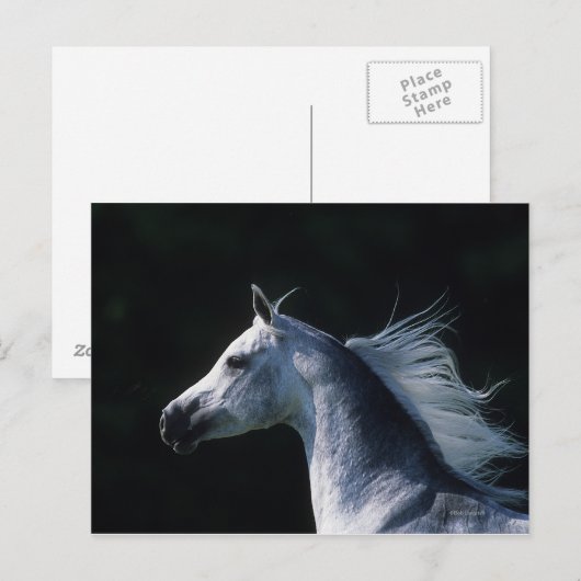 Arabisches Pferd - Headshot 2 Postkarte (Vorne/Hinten)