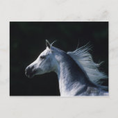 Arabisches Pferd - Headshot 2 Postkarte (Vorderseite)