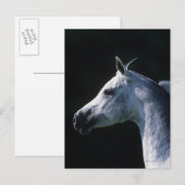 Arabisches Pferd - Headshot 2 Postkarte (Vorne/Hinten)