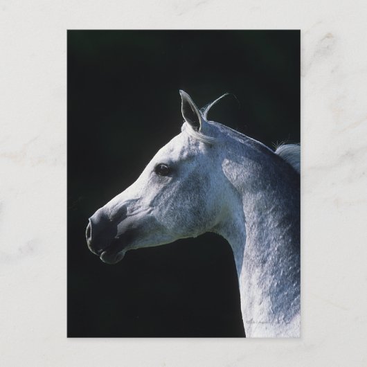 Arabisches Pferd - Headshot 2 Postkarte (Vorderseite)