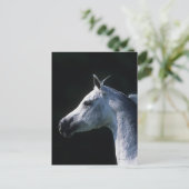 Arabisches Pferd - Headshot 2 Postkarte (Stehend Vorderseite)