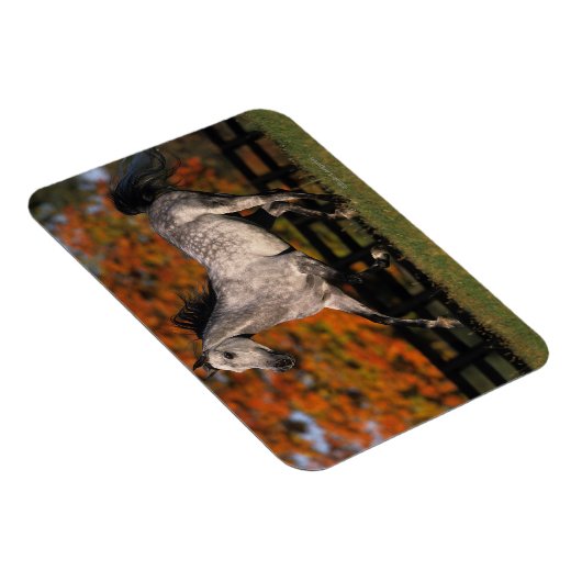Arabisches Pferd: Herbst 1 Magnet (Rechte Seite)