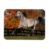Arabisches Pferd: Herbst 1 Magnet (Horizontal)